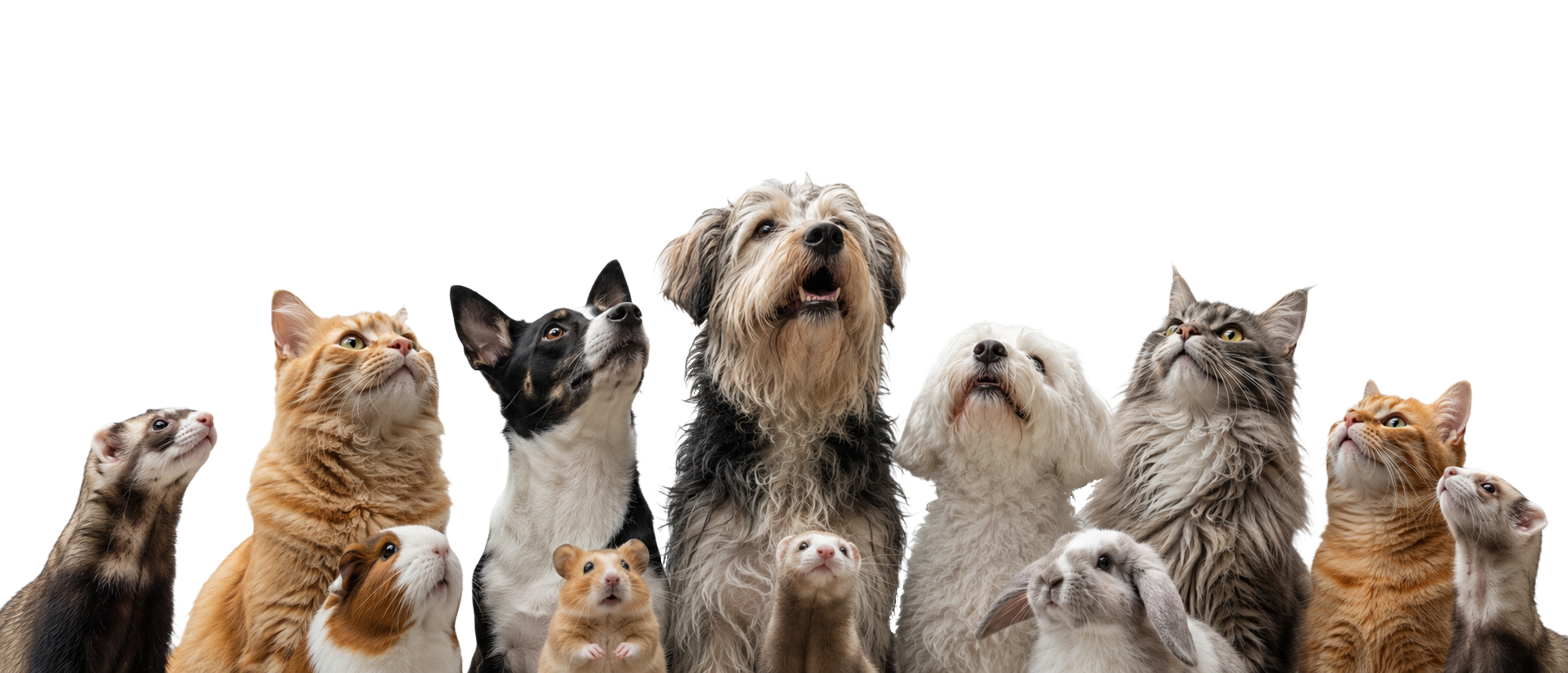 A group of pets — dogs, cats, a rabbit, a hamster and ferrets — all looking upward